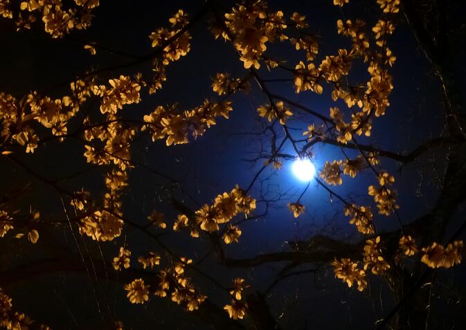 想到月光,就想到小时候农村月夜.